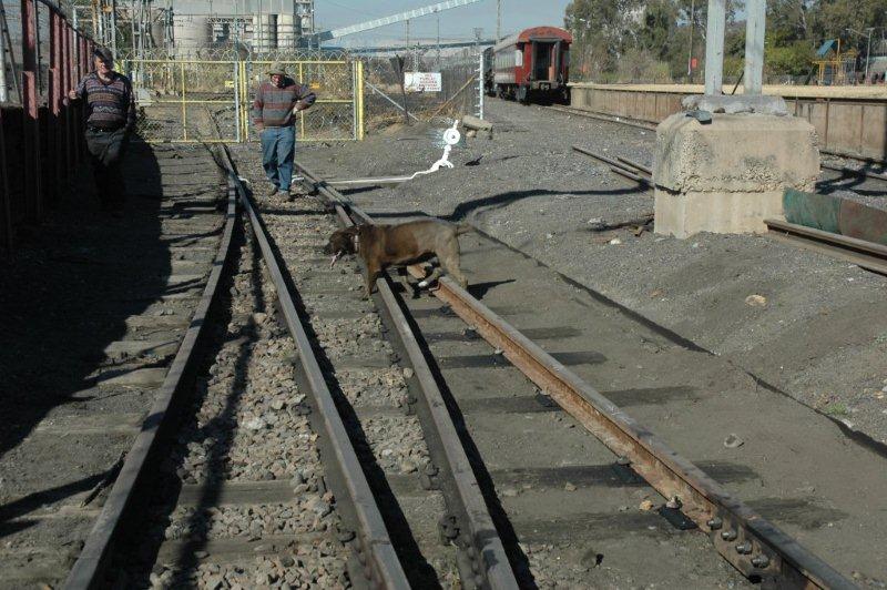 July 3rd 2011 and work on upgrading the tracks is progressing well. Tony Attwell, Tequila the dog and Steve Smith examining the newly laid rail and note that the left points blade area needs a bit of ballast tamping.