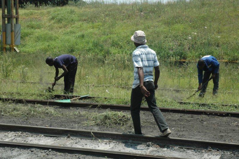 Rain and the summer make for beautiful greenery. However, at a working depot it can be a hindrance. The Janisch "Soccer Team" at work cleaning up the overgrowth
