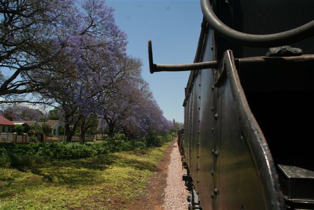 Jacaranda avenue - purple blooms welcome us into Cullinan