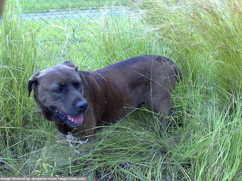Patrolling the long grass, a la Vietnam.