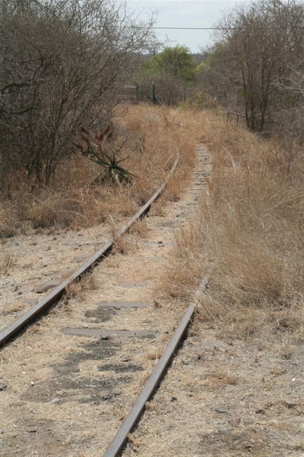 Tracks leading into the bush rowards the bridge. Must have been a spectacular run in steam days..