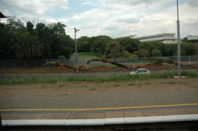 Long standing palm trees are now horizontal and ready for replanting, as they have to make way for the Gautrain development. This is University road near to Loftus Verseveld station. Train is en route Rissik