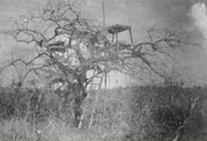 The hide from which the 2nd "lion of Tsavo" was shot....