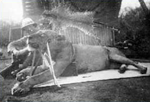 Patterson with the 1st "lion of Tsavo" kill. Note ther size!
