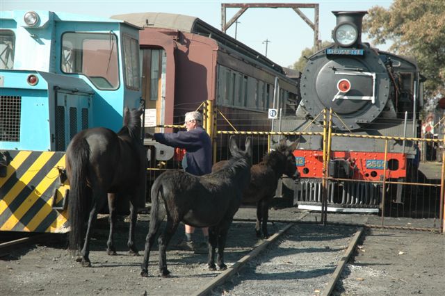 One thing about FOTR, there is never a dull moment. Various forms of motive power at the site, with shepherdman Tom herding everything into place!