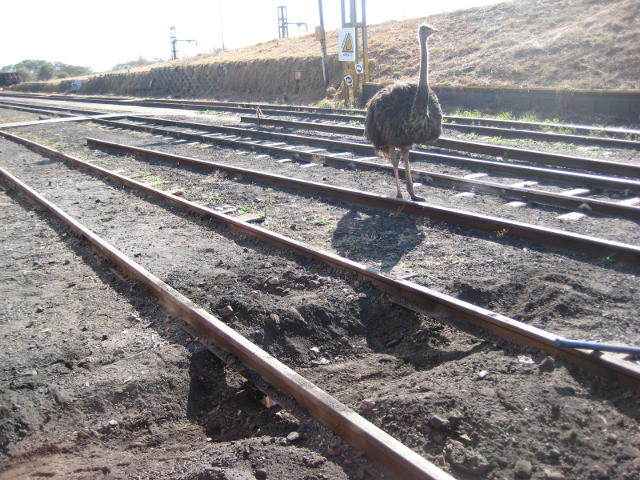 That ostrich had better get out of the way...